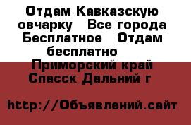 Отдам Кавказскую овчарку - Все города Бесплатное » Отдам бесплатно   . Приморский край,Спасск-Дальний г.